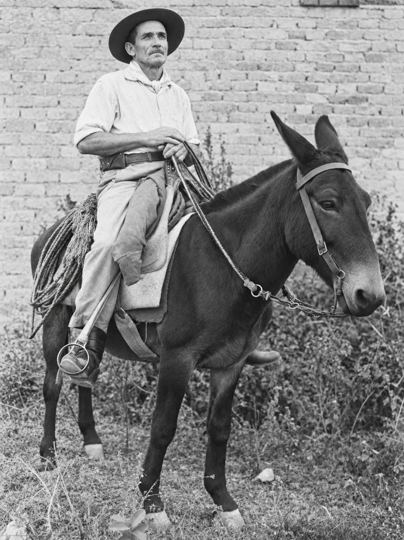 Zé Paulista de chapéu, montado em um animal, em caminho de terra com vegetação ao fundo.