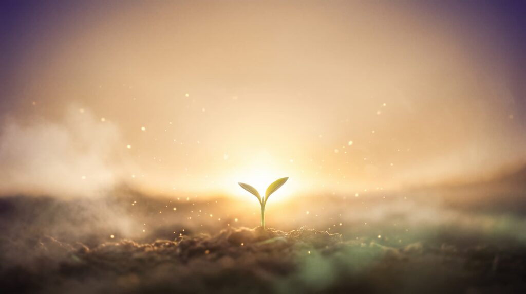 Broto verde emergindo da terra em primeiro plano, iluminado pela primeira luz dourada do amanhecer no horizonte, com névoa suave e partículas de luz no ar