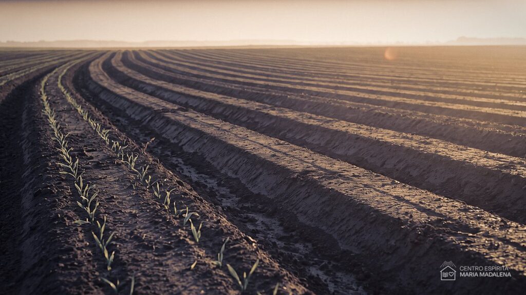 Campo recém-semeado ao amanhecer, com os sulcos visíveis na terra e os primeiros brotos rompendo a superfície
